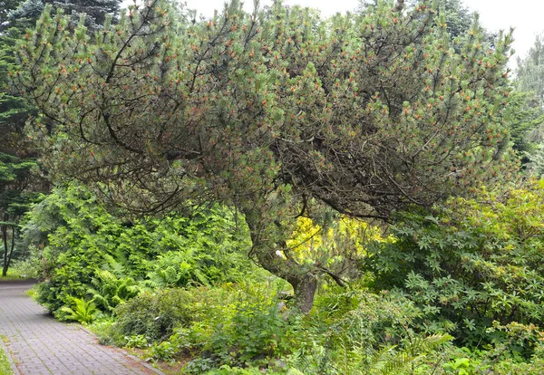 Berg Van Pijnboom Pinus Mugo Turra Groeit Het Park — Stockfoto