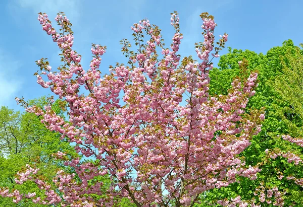 Крона Цветущей Восточной Вишни Prunus Serrulata Lindl Фоне Молодой Растительности — стоковое фото