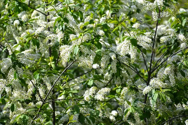 Floração Uma Cereja Pássaro Ordinária Prunus Padus — Fotografia de Stock