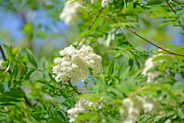 山灰普通 セイヨウナナカマド 青空の背景で花序 — ストック写真