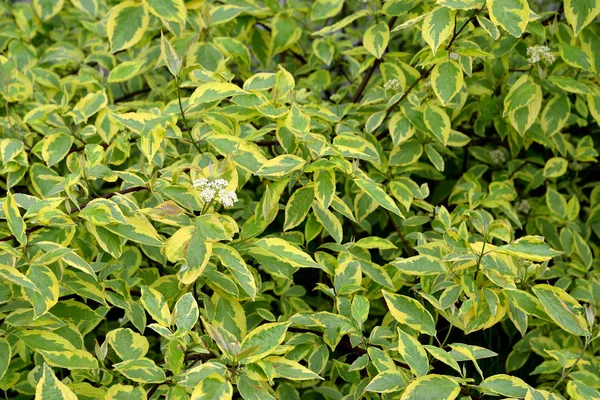 Derain Vit Svidina Suite Gränsar Cornus Swidina Alba Gouchaultii Bakgrund — Stockfoto