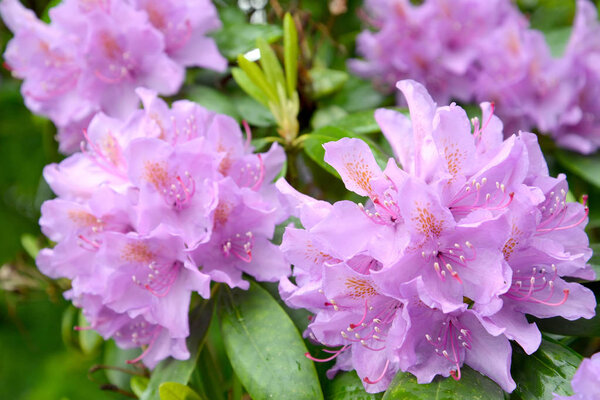 Flowers of a pink rhododendron (Rhododendron L.) close up