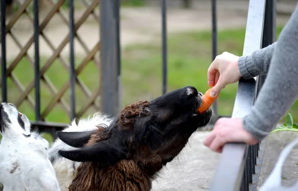 Człowiek Kanały Lama Lama Glama Linneusza Marchwi Zoo — Zdjęcie stockowe