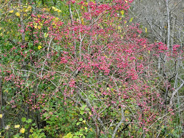 Euonymus European Euonymus Europaeus Mit Früchten Herbstlandschaft — Stockfoto