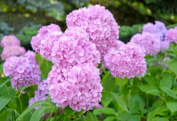 Rosa Blommor Hortensia Hydrangea Närbild — Stockfoto