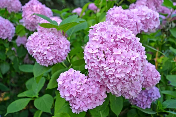 Blossoming of a pink hydrangea (Hydrangea L.), close up