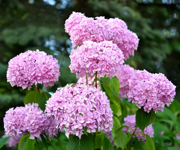 Bloeiwijzen Van Een Roze Hortensia Hydrangea Close — Stockfoto