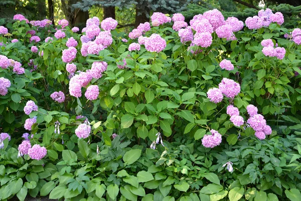 Des Buissons Hortensia Hydrangea Pleine Floraison Dans Parc — Photo