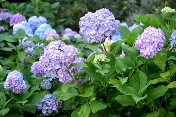 Lilac and blue flowers of a hydrangea (Hydrangea L.), close up