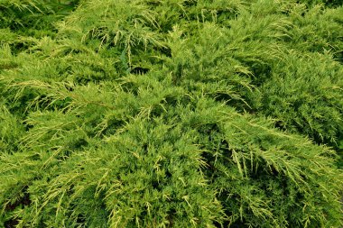 Ardıç kazak (Juniperus sabina L.). Arka plan