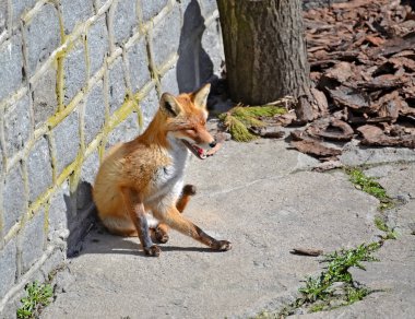 Sıradan tilki (Vulpes vulpes Linnaeus) bir açık hava kafes duvara oturur. Hayvanat Bahçesi