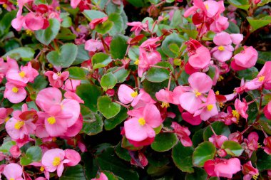 Sonsuza dek çiçek Begonya (Begonia semperflorens bağlantı ve Otto). Arka plan