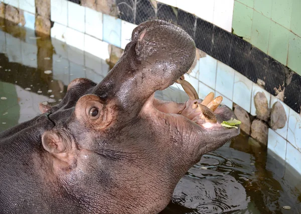 Hippopotamus with the opened mouth in the pool of a zoo