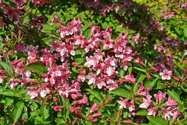 Fioritura Giardino Veygela Weigela Thunb — Foto Stock