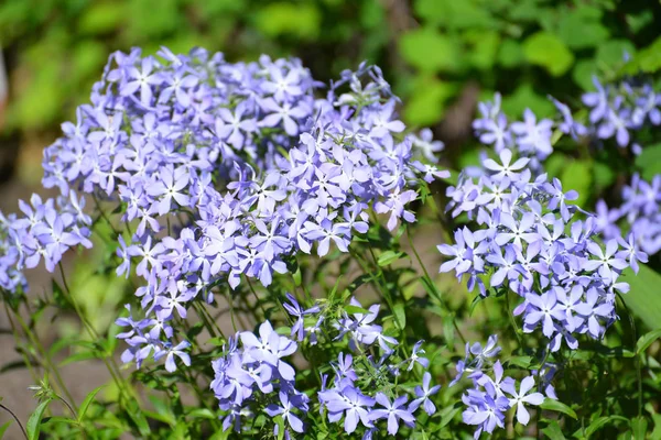 Flores Del Dulce William Phlox Phlox Divaricata —  Fotos de Stock