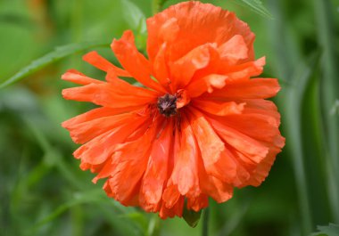 Kırmızı gelincik (gelincik L.) yakından