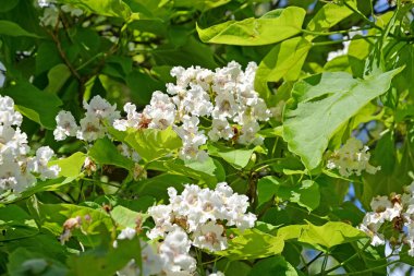 Güney Katalpa (Katalpa bignonioides Walter), çiçek güneşli gün