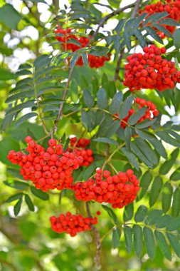 Bir dağ kül sıradan (Sorbus aucuparia L kırmızı meyveler.)