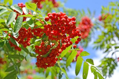 Küme bir dağ kül sıradan (Sorbus aucuparia L.) gökyüzü arka planı