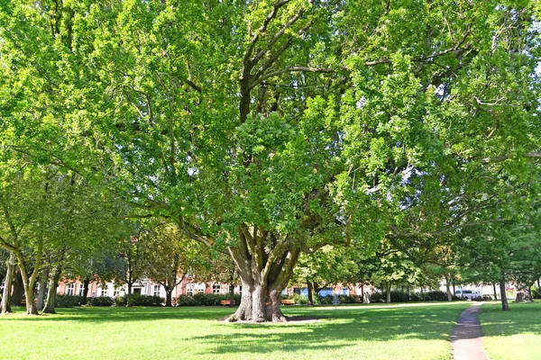 Enorme Roble Peciolado Quercus Robur Plaza Potsdam Alemania —  Fotos de Stock