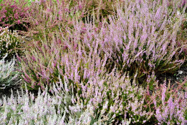 De bloeiende heide gewone (Calluna vulgaris L.) verschillende kwaliteiten. Achtergrond — Stockfoto