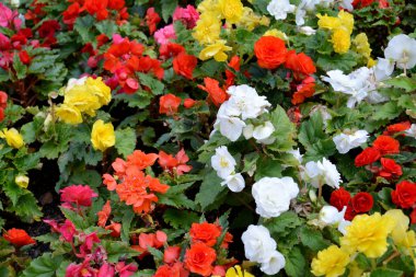 (Begonia tuberhybrida) tuberous begonia çiçek. Arka plan