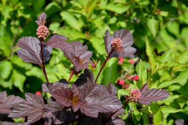 Pasifik ninebark (Physocarpus opulifolius), Diabolo o notları