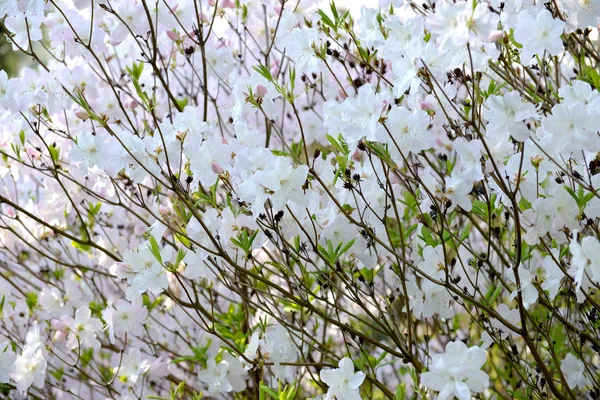 Fioritura di un rododendro di Shlippenbakh (Rhododendron schlippenbachii Maxim .) — Foto Stock