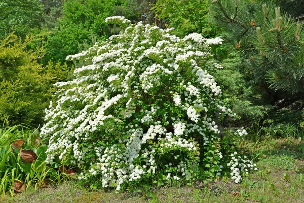 Bloei van een spirea (Spiraea hypericifolia L.) — Stockfoto