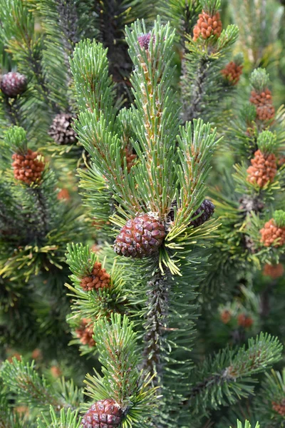 Fioritura di un pino ordinario (Pinus sylvestris L .) — Foto Stock