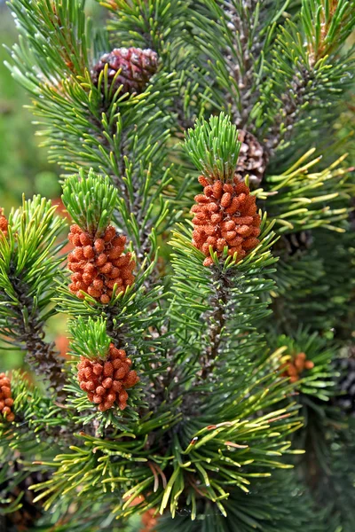 Цветущая сосна обыкновенная (Pinus sylvestris L .) — стоковое фото