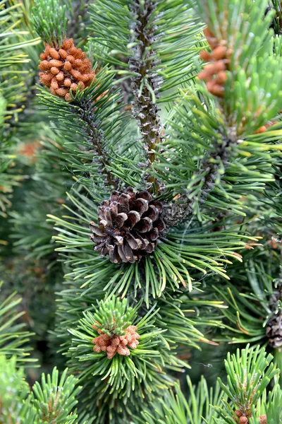 Trieb einer Kiefer gewöhnlich mit einem Zapfen (Pinus sylvestris l.) — Stockfoto
