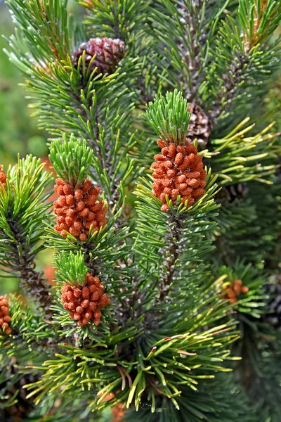 O pinheiro florescente ordinário (Pinus sylvestris L .) Imagens Royalty-Free