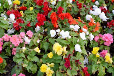 (Begonia tuberhybrida) tuberous begonia çiçek açması. Arka plan