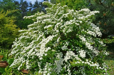 Çiçek açması spireya (alanlara hypericifolia L Bush.)