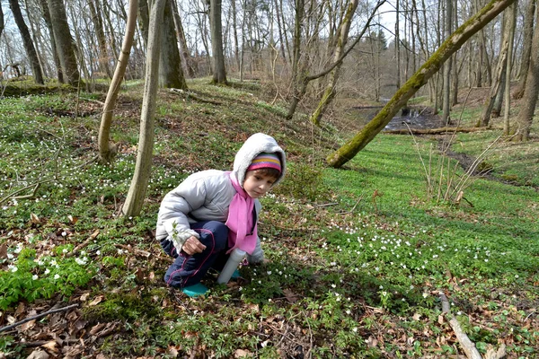 Το μικρό κορίτσι συλλέγει μια ανεμώνη ξύλο στην όχθη του μια ροή σύμπλεγμα δομών. Άνοιξη — Φωτογραφία Αρχείου