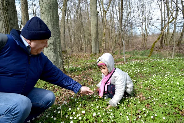 The grandfather gives to the granddaughter a flower of an wood anemone. Spring wood — Stock Photo, Image