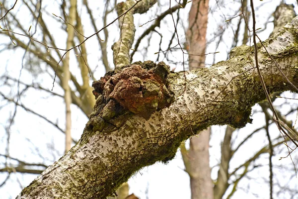 Birch mushroom of a chag (Inonotus obliquus (Ach. ex Pers.) Pil. on a tree trunk — Stock Photo, Image