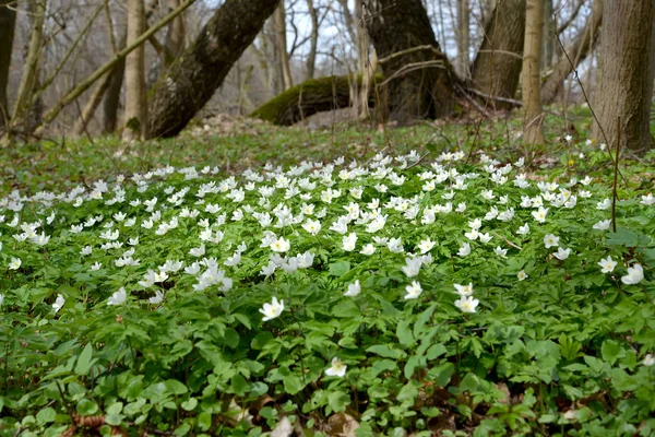 Kwitnąca Zawilec (Anemone nemorosa L.). Drewno wiosna — Zdjęcie stockowe