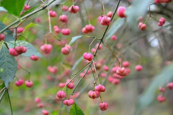 Ростки европейского эвэлиума (Euonymus europaeus L.) с фру — стоковое фото