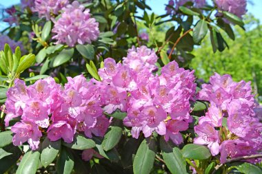 Pembe çiçek açması ormangülü (Rhododendron L.) 
