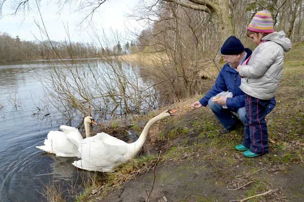 El abuelo y la nieta alimentan cisnes en la orilla del lago del bosque — Foto de Stock