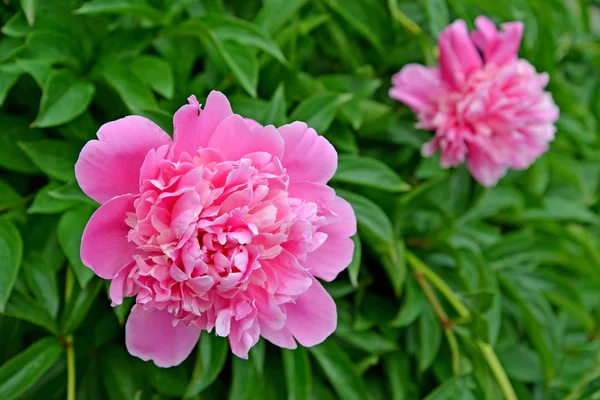 Två rosa blommor av en pion (Paeonia L.) — Stockfoto