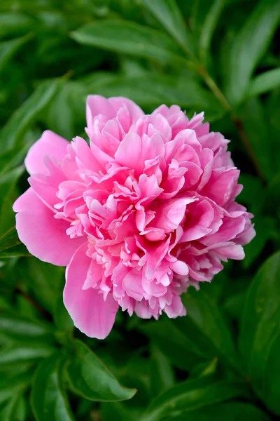 Flor rosa de una peonía (Paeonia L .) — Foto de Stock