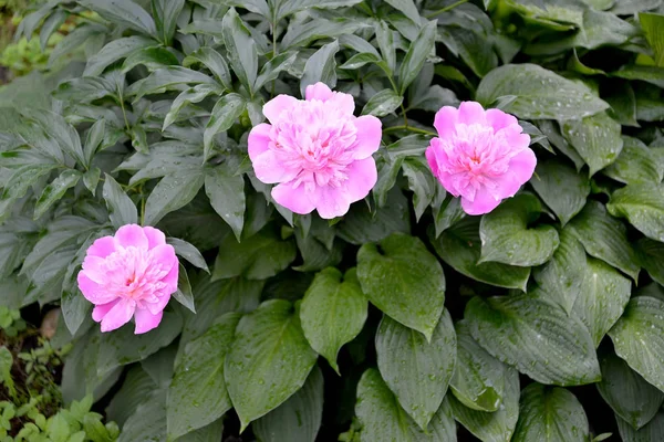 Bush růžových barvách Pivoňka (Paeonia L.) — Stock fotografie