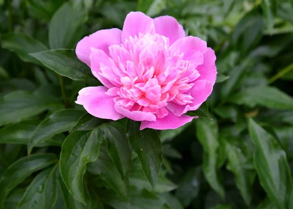 Grande fleur rose d'une pivoine (Paeonia L .) — Photo