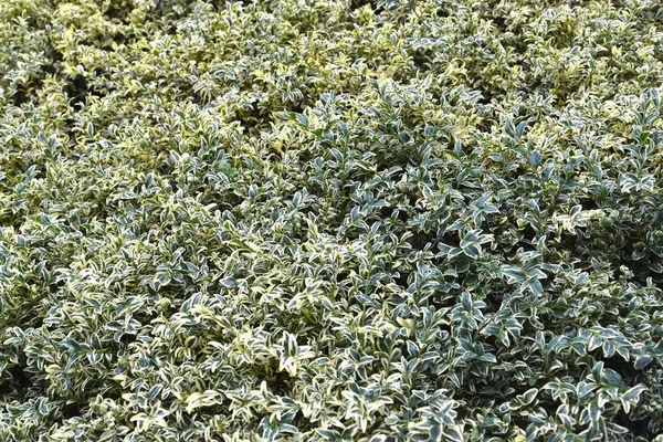 Pole jest wiecznie zielone, postaci Variegata (Buxus sempervirens L., "Variegata"). Zadumany — Zdjęcie stockowe