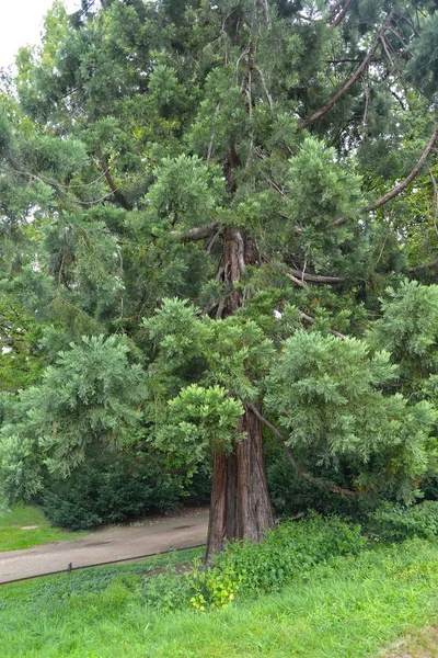 Gros orteil (Sequoiadendron giganteum (Lindl.) J. Buchholz) pousse en — Photo