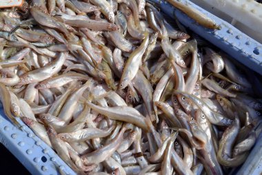 Plastik bir kutu içinde belgili tanımlık çarşı içinde taze gölde yalan