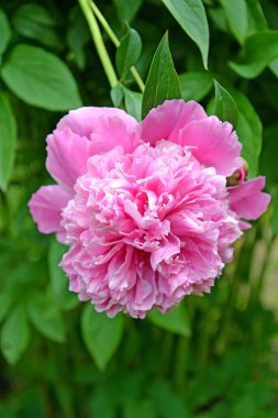 Bir Şakayık (Paeonia L büyük çiçek.)